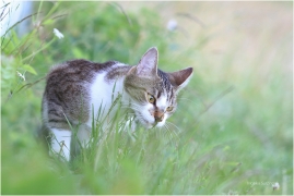 <p>Miuška</p>